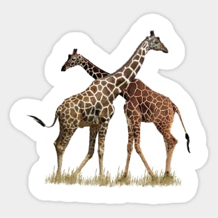 Reticulated Giraffes on Safari in Kenya / Africa Sticker